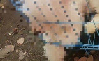 官方回应婆婆杀害儿媳3只狗：警方已第一时间出警进行教育劝导！