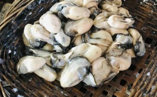 海蛎的营养价值及功效（海蛎的营养价值要了解一下）