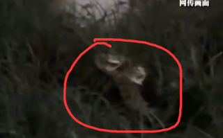 网传出现三头蛇 高校回应：不是三个头，学生手机拍摄问题！