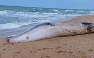 一头鲸鱼在海南沙滩搁浅 体长12.2米 重5-6吨 当地：发现时已死亡 ！