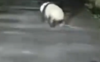 男子遇夜跑大熊猫一开始以为是猪 跑起来憨憨的！