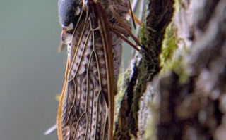 美国面临221年来最大规模“蝉灾”：数万亿只正破土而出!