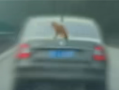汽车高速上100km/h飞驰：后备箱上竟趴了只猫！交警：属实 ！