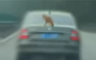 汽车高速上100km/h飞驰：后备箱上竟趴了只猫！交警：属实 ！