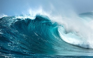 日本一无人岛密密麻麻都是北海狮：给当地渔业造成巨大损失 ！