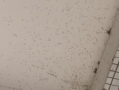 广州一条村被大量巨型蚊包围 相关部门：雨水较多所导致！