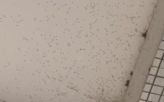 广州一条村被大量巨型蚊包围 相关部门：雨水较多所导致！
