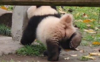 莽小五翘尾巴版恶龙咆哮好萌 疑似背对着大家偷偷放“尾气”！