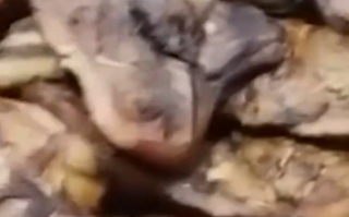 315晚会曝光食品安全问题：监管现场查封2万余盒梅菜扣肉！