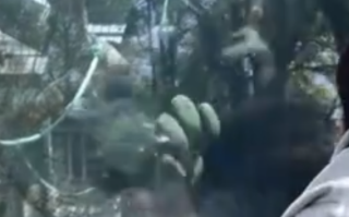 大猩猩疑被游客挑衅怒撞玻璃 动物园：游客敲打玻璃所致！