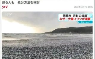 日本北海道海岸现大量沙丁鱼尸体：密密麻麻铺满水面 场面骇人！