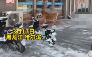 狗狗每次路过狗肉馆都会大声吼 别的狗都绕着走就它往前上！