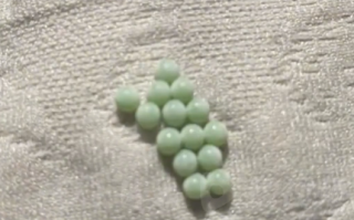 专家：衣服上发现荔蝽虫卵要当心！