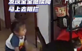 婴儿独自爬出客厅猫咪警觉守护 场景不仅让人感动!