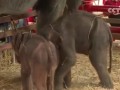 泰国36岁母象罕见生下一对龙凤胎：被当场吓到 差点要一脚踩死小象！