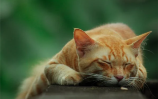 全国首家宠物候机厅在深圳机场启用：设专门安检、登机通道！