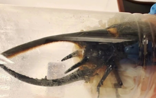 男子携带333只甲虫进境被查：可长到11厘米 属于外来物种!