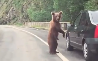 日本今年近千头熊在北海道被猎杀：焚烧厂已不堪重负 ！