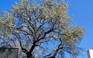 武汉150岁杜梨树开花：游客纷纷前来打卡！