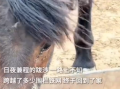 蒙古马被卖后独自跋涉300里跑回家 眼角竟然流出了眼泪！