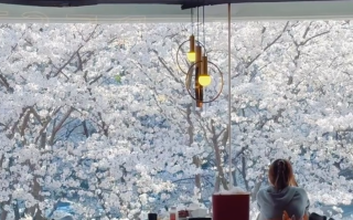 一座难求！餐厅被樱花给的泼天富贵砸晕了！