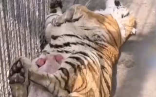 动物园里小猪趴在老虎肚子上睡觉 网友：扮猪吃老虎居然是真的！