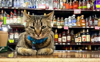 撞死网红猫后 谷歌自动驾驶公司Waymo陷公关危机 ！