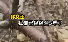 女子称自家十多亩樱桃树被人锯断 曾举报过邻居家养鸡场污染地下水！