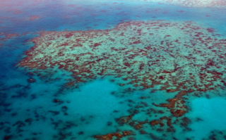 日本东京湾因海水升温现奇异景象：珊瑚疯长 热带鱼增多！