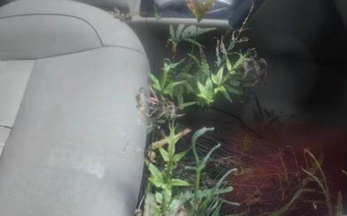 “僵尸车”停了7年 副驾驶长草高过座位 城管回应！