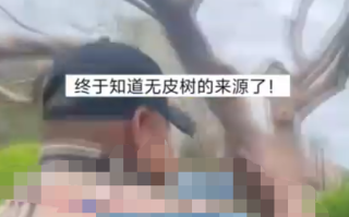 在公园偶遇大爷盘树 网友：万物皆可盘，大爷还是大爷！