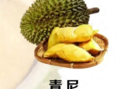 榴莲品种十大排名（榴莲有多少品种）