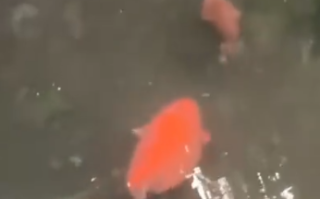 趵突泉胖鲤被赐名鸡翅包饭 到底怎么回事