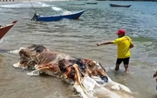神似外星物种！不明生物尸体被冲上马来西亚海滩：正在鉴定DNA！