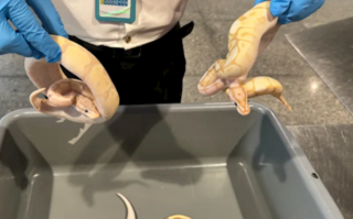 男子带4条活蛇入境被查：非洲最小蟒 濒临灭绝！