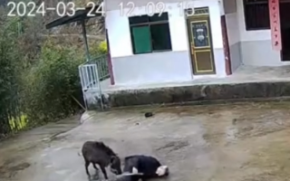 老人与野猪殊死搏斗2分多钟 被冲倒咬掉鞋子！