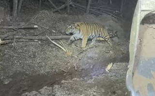 挖掘机女司机夜间作业偶遇东北虎：气定神闲 丝毫不怕人 ！