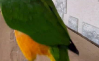 鹦鹉喊老公不在家 男子察觉妻子出轨 律师：考虑作为证据提交！