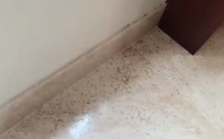 杭州152户人家出现密集白蚁：专家科普预防、灭杀秘籍！