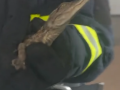 女子报警有蛇“好大的一个” 消防员到场抓获一条鳄鱼！