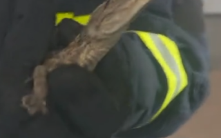 女子报警有蛇“好大的一个” 消防员到场抓获一条鳄鱼! 女子报警有蛇“好大的一个” 消防员到场抓获一条鳄鱼!