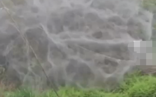 福建一地一夜间出现巨幅蜘蛛网 目测有30多平米！