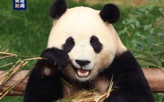 韩市长希望要落空：我国取消无偿赠送大熊猫已有40多年！