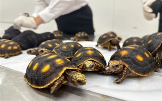 女子紧身裤里藏30只活体龟入境：均为濒危物种！