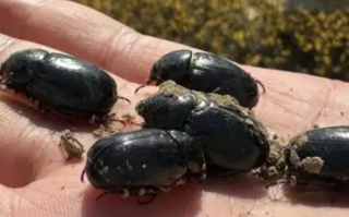 新疆出现黑虫是地震前兆?假的 农学院教授回应！