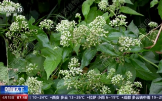 我国已记录660多种外来入侵物种：对生态系统危害极大！