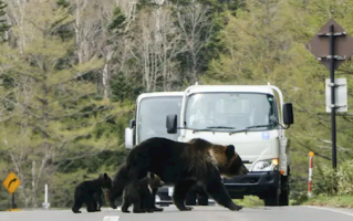 又有熊杀人！日本登山者遗体全身抓痕疑遭熊袭击 ！