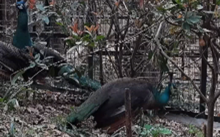 雄孔雀求偶频繁开屏被长臂猿拔毛：园方：已把孔雀转移！