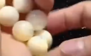 女子买珍珠是贝壳做的 商家回复亮了：这是珍珠的妈妈！