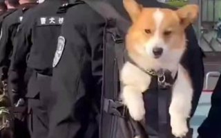 柯基警犬福仔被背着出街 柯基：我不要面子的吗？